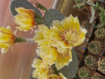 Opuntia macrocentra