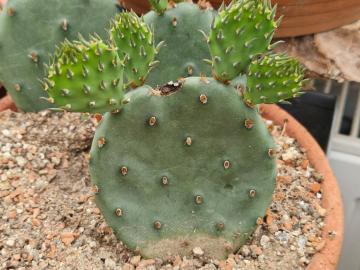 Opuntia humifusa