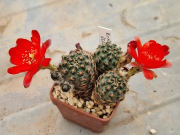 Mediolobivia iscayachensis