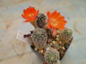 Mediolobivia pygmaea v tafnaensis