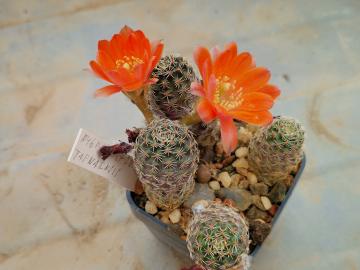 Mediolobivia pygmaea v tafnaensis