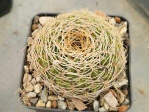 Lobivia cinnabarina v leucosyphus