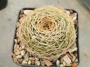 Lobivia cinnabarina v leucosyphus