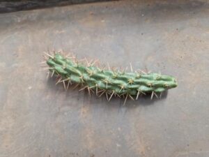 20250509_143305_8282 Opuntia viridiflora