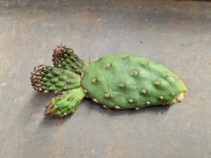20250509_143555_8284 Opuntia rutila v robusta