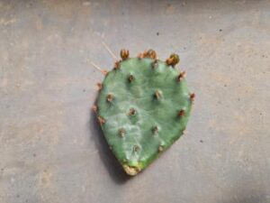 20250509_143651_8285 Opuntia humifusa (1)
