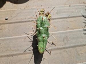 20250511_094355_8299 Opuntia fragilis f.