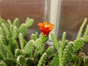 20250511_100333_8304 Opuntia tomentosa