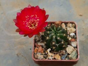 20250517_134831_8336 Lobivia larabei