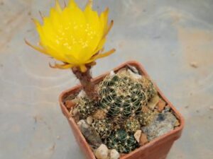 Lobivia arachnacantha v mairanana