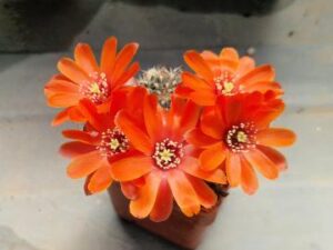 Mediolobivia atrovirens v ritteri