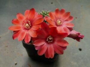 Mediolobivia atrovirens v zecheri