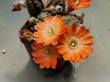 Mediolobivia pygmaea (7)