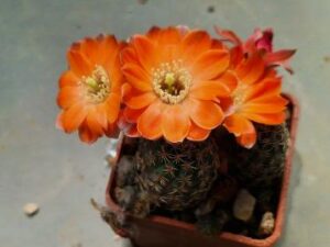 Mediolobivia pygmaea (5)