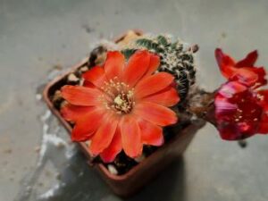 Mediolobivia pygmaea (4)