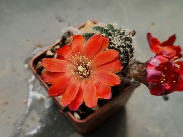 Mediolobivia pygmaea (4)