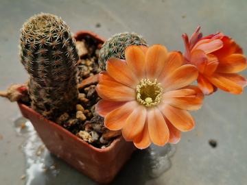 Mediolobivia pygmaea (8)