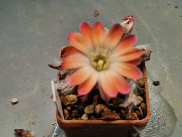 Mediolobivia orurensis