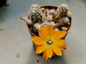 Mediolobivia pygmaea v rutiliflora