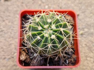 Wigginsia sp De Herdt