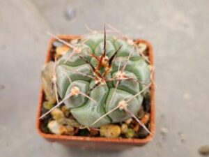 20250528_162643_8392 Gymnocalycium prochazkianum ssp simile