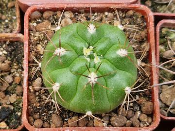 Gymnocalycium hammerschmidii