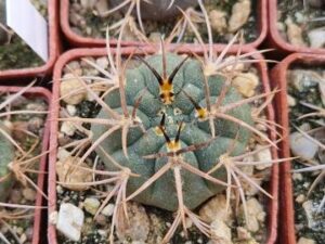 20250530_175617_8401 Gymnocalycium catamarcense