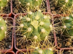 20250530_180012_8402 Gymnocalycium chacoense