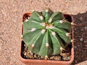 Melocactus oaxacensis