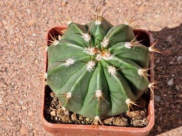 Melocactus oaxacensis