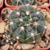 Gymnocalycium uruquayense
