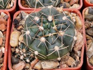 Gymnocalycium uruquayense v roseiflorum (1)