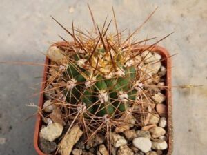 20250603_151913_8435 Trichocereus pasacana