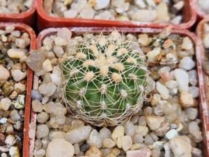 20250609_153558_8450 Gymnocalycium bruchii v susannae