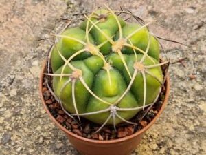 20250611_152959_8458 Gymnocalycium denudatum
