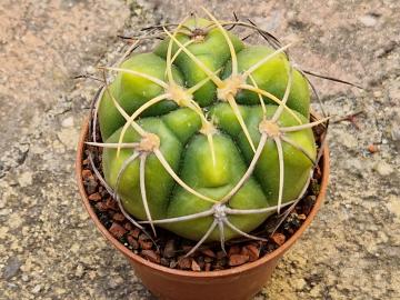 Gymnocalycium denudatum