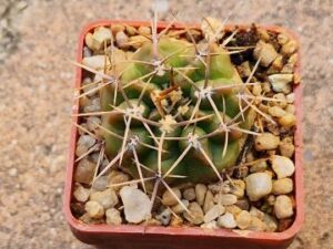 20250611_155504_8462 Gymnocalycium reductum