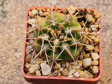 Gymnocalycium reductum