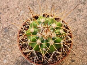 Melocactus azulensis