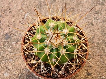 Melocactus azulensis