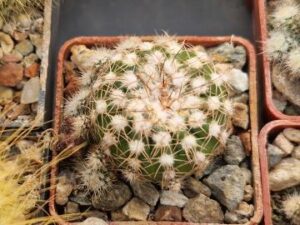 20250613_165818_8474 Notocactus uebelmannianus v gilviflorus