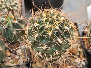 Lobivia sanguiniflora