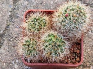 Mammillaria sp 5