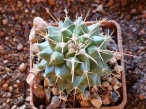 Mammillaria sp San Francisco