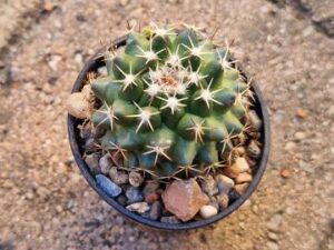 Mammillaria gumifera