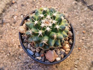 Mammillaria gumifera