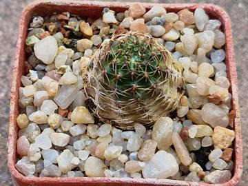 Mediolobivia pygmaea