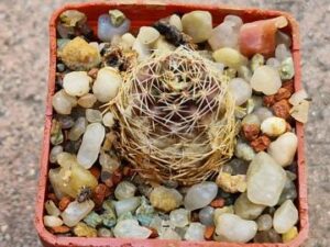 Mediolobivia haagei v orurensis (1)