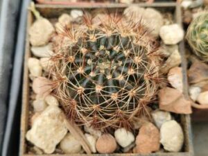 Lobivia arachnacantha v densiseta