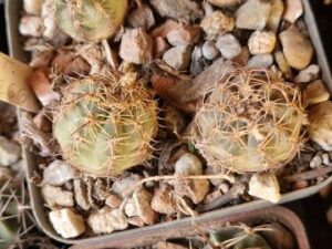 20250618_160628_8514 Lobivia haematantha (1)